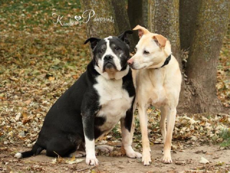 Toka and Lady